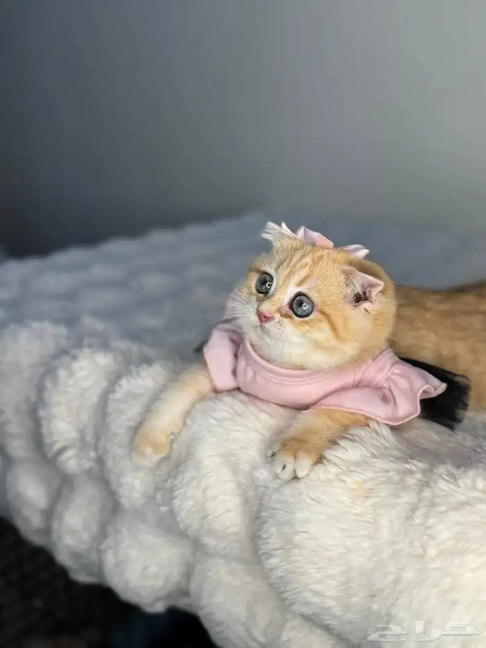 ذكر سكوتش فولد نوع نادر للبيع 1