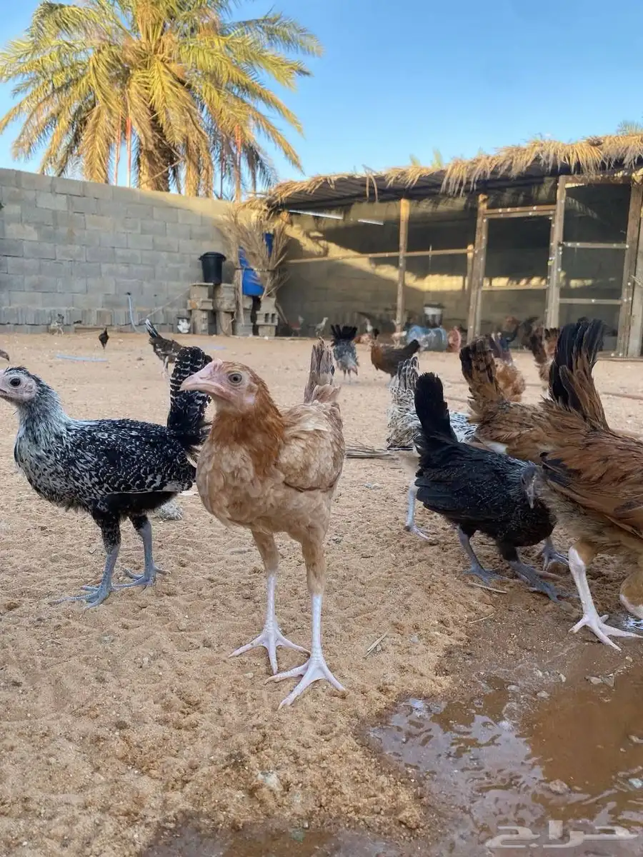 دجاج بلدي بشاير 9
