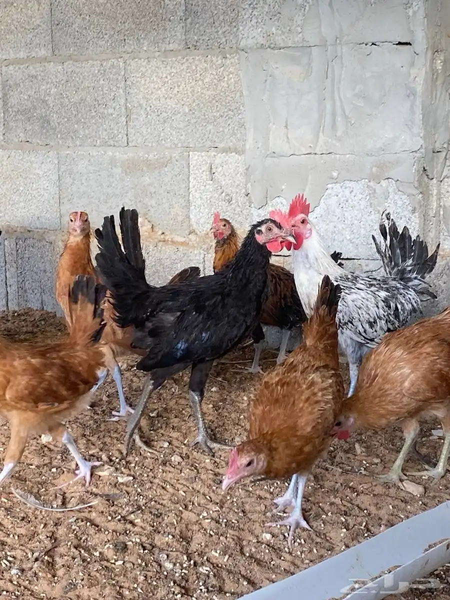 دجاج بلدي بشاير 3