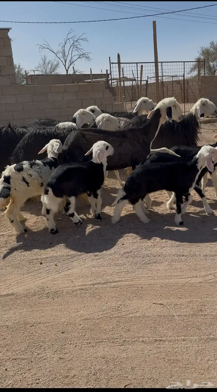 نجد مواليد 3