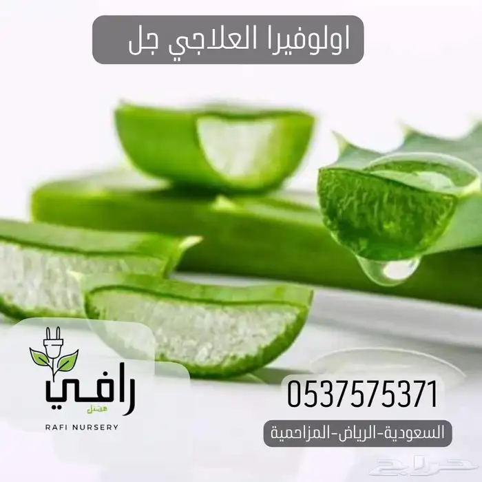 صبار الألوفيرا العلاجي 2
