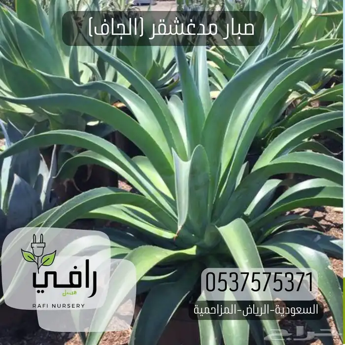 صبار الجاف 0