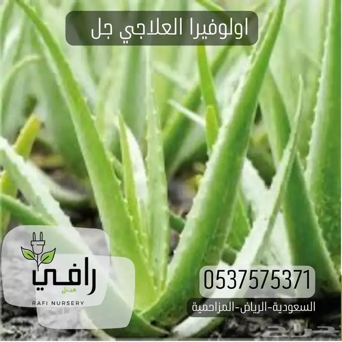 صبار الألوفيرا العلاجي 1