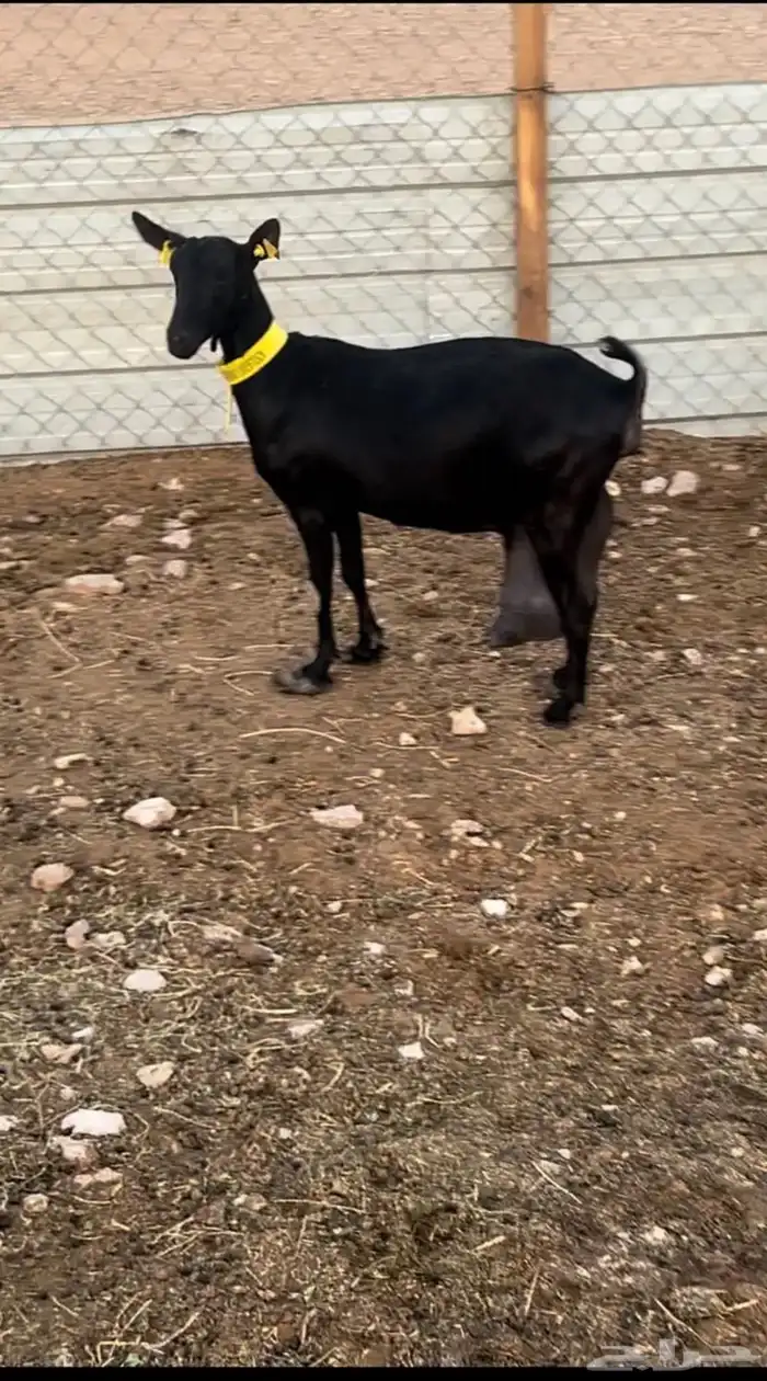 ماعز مورسيانو 1