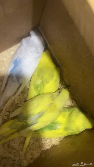 زوج بداجي مع عياله اثنين الصحه شرط الذكر نوعيته هوقو اسعر210 2