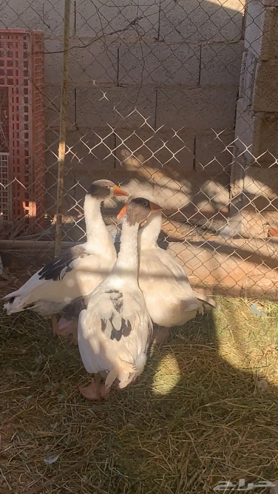 وز بلدي منتج الزلفي 0