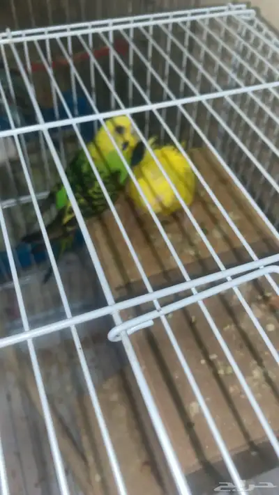 زوج بداجي مع عياله اثنين الصحه شرط الذكر نوعيته هوقو اسعر210 5