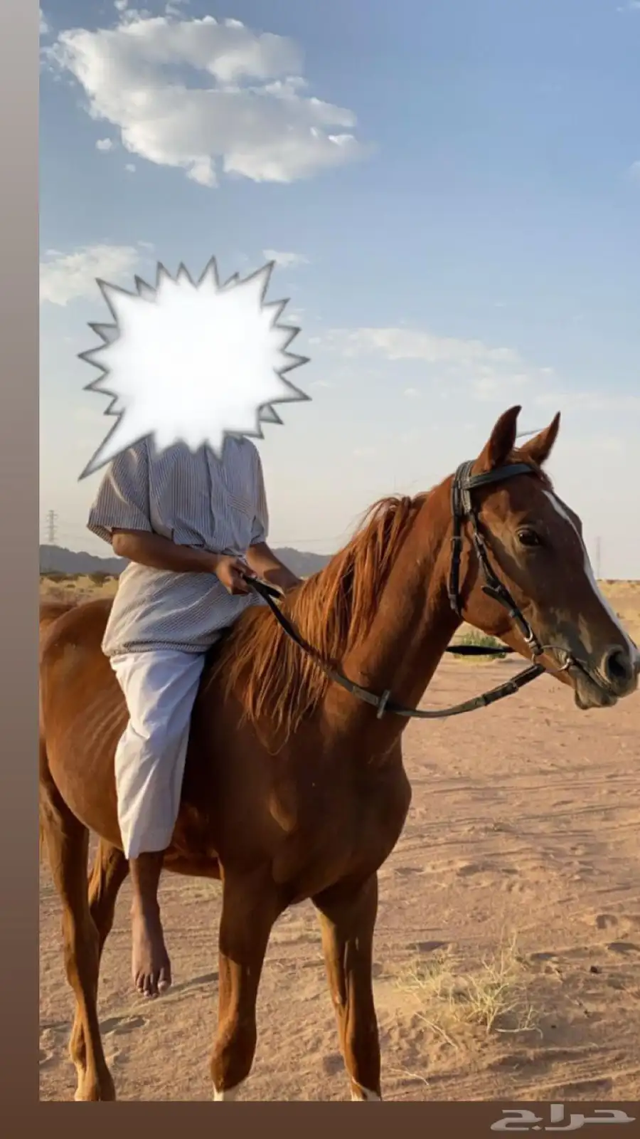حصان شعبي 0