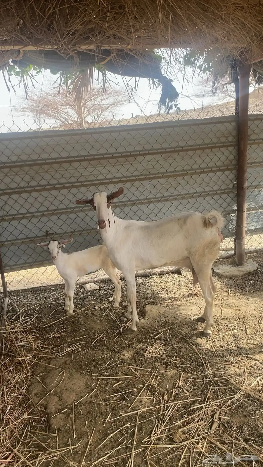 ماعز 0