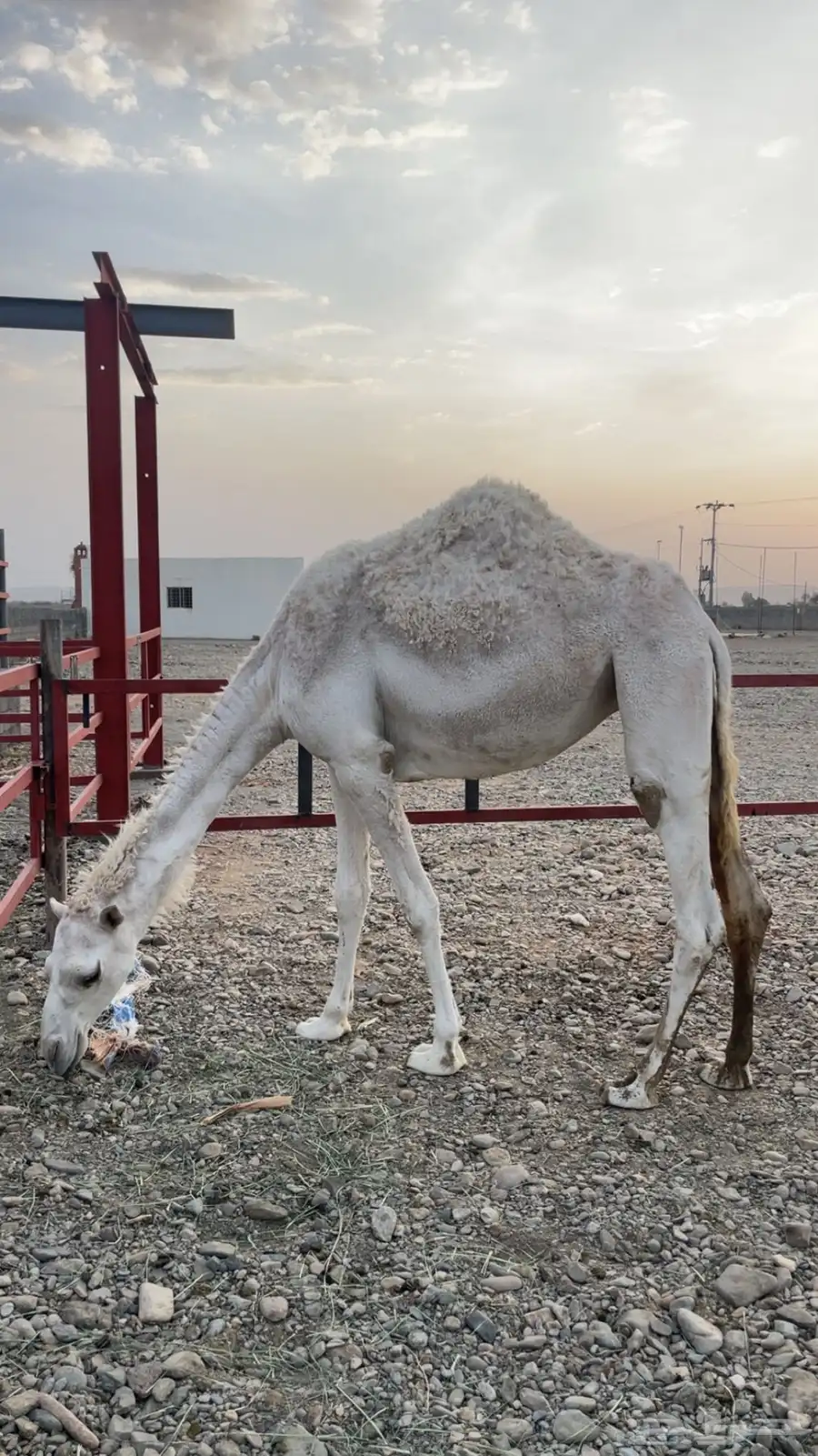 بكار حيل ( تم البيع) 4