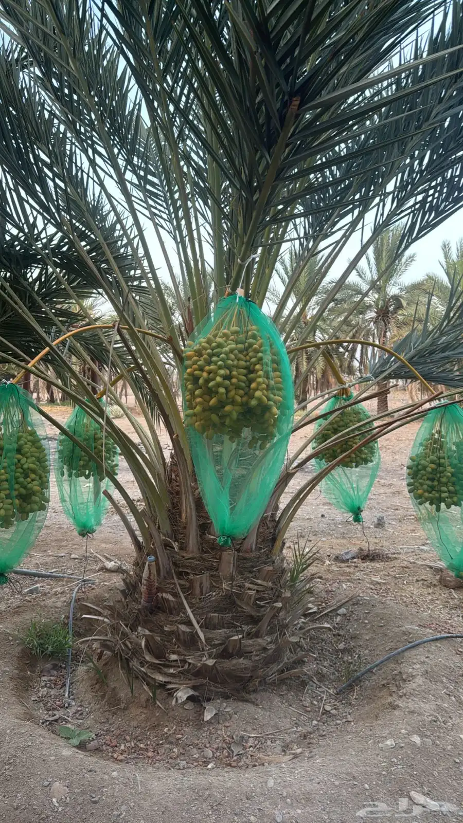 تمر نخيل عدد 200 كل الانواع واتس 4
