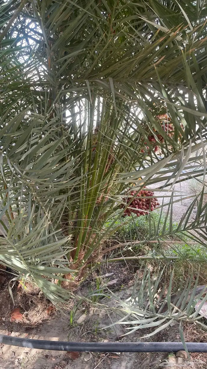 نخل 2