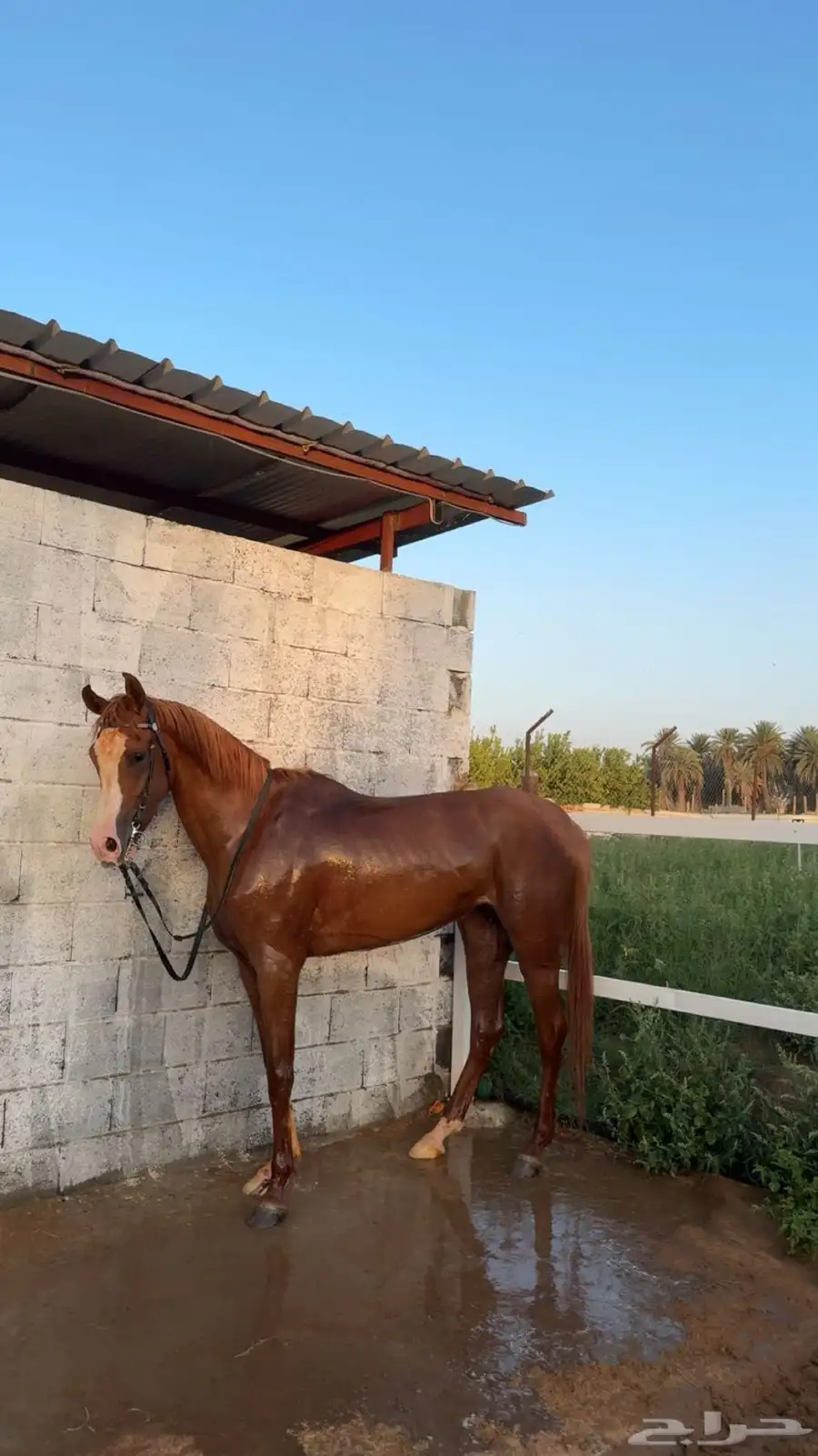 فرس معها مهرتين كفو 0