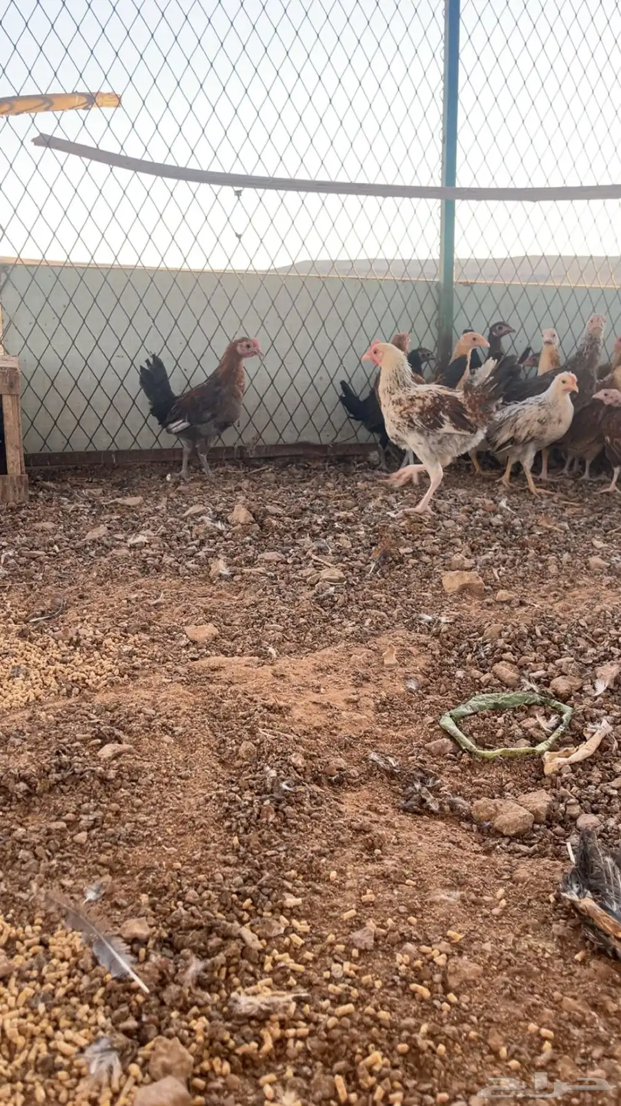 دجاج بلدي صيصان 2