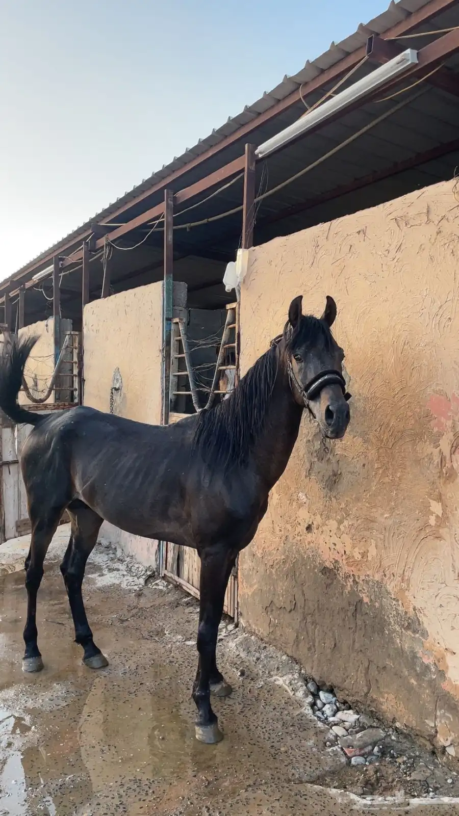 خيل شعبي 0
