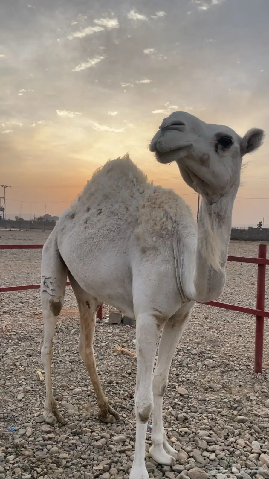 بكار حيل ( تم البيع) 2