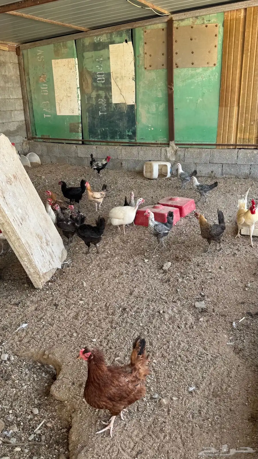 دجاج بياض 3