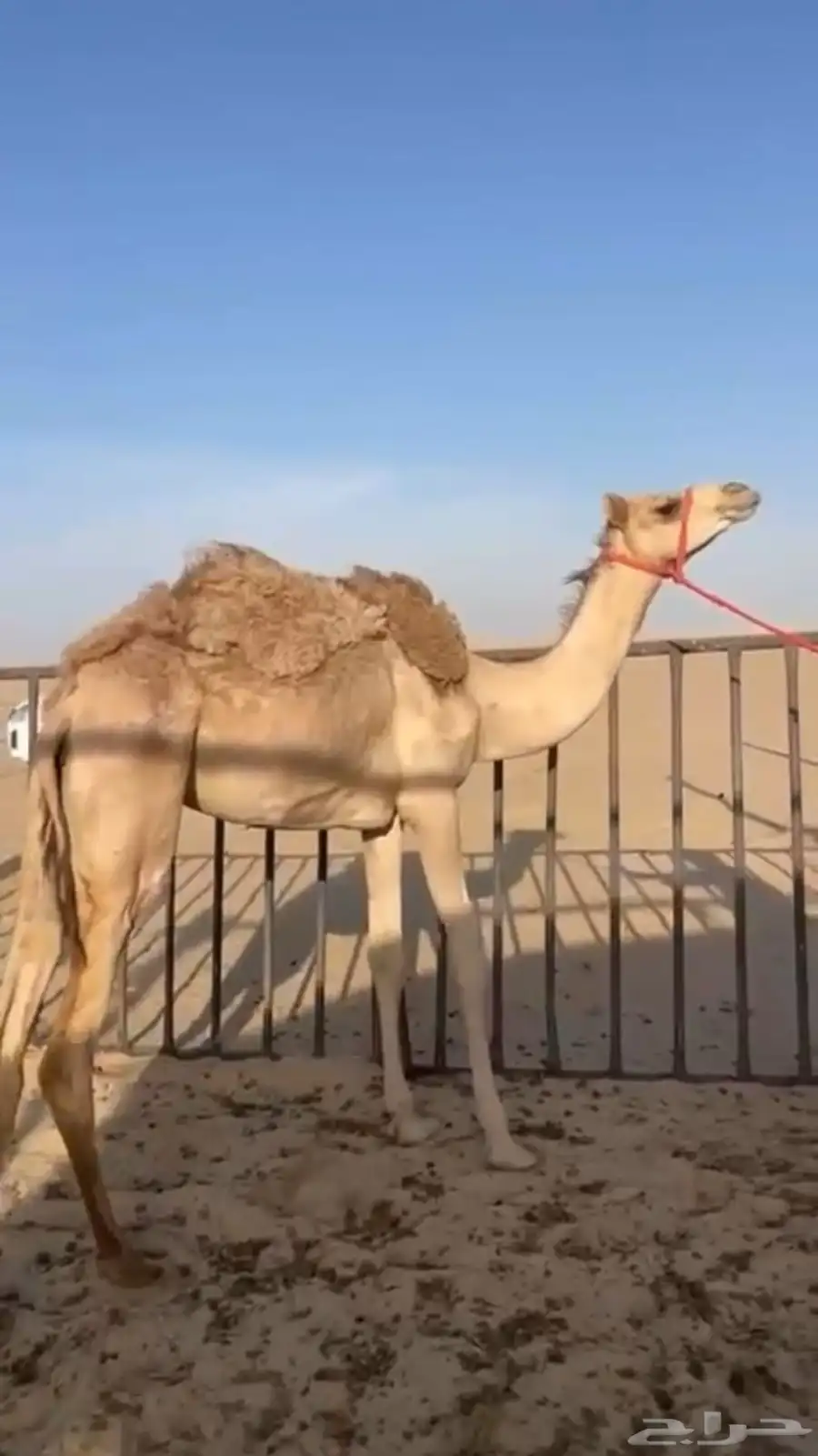للبيع مفروده تحقق سلاله وشكل فل 0