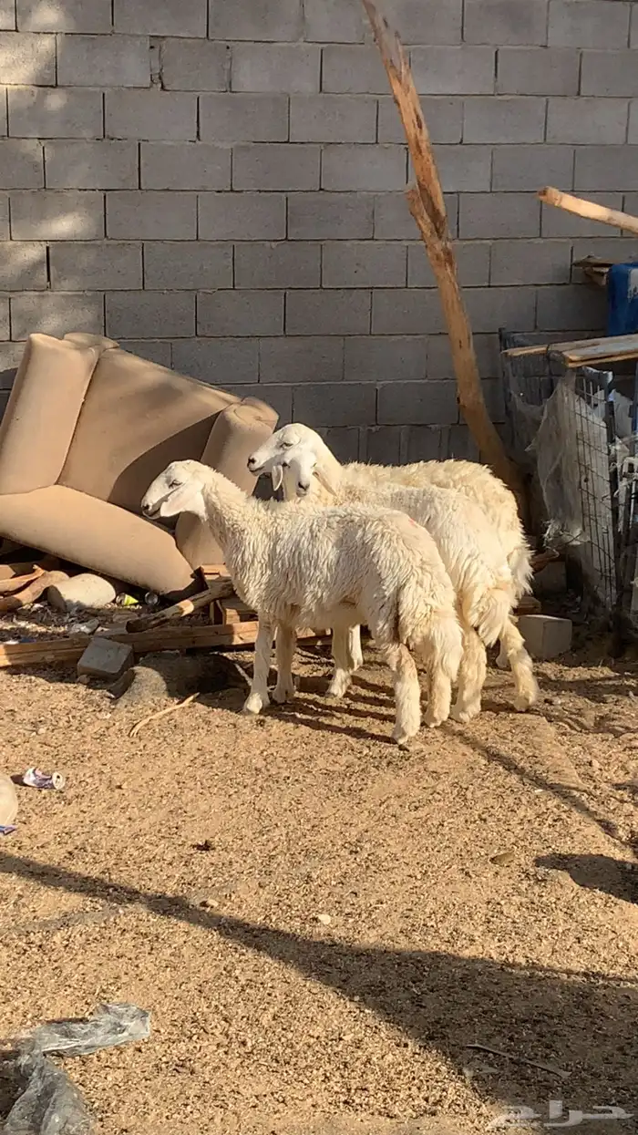 جذعات. تم البيع الله يبارك للمشتري 1
