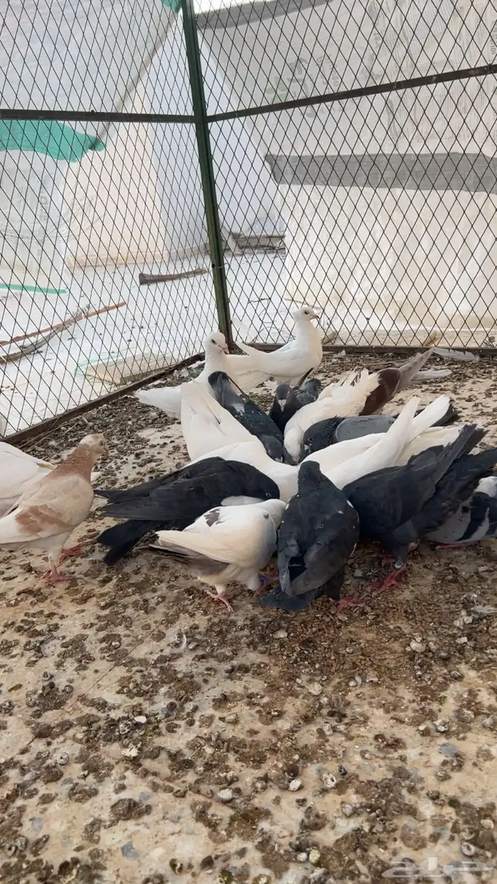 حمام للبيع مشكل فرنسي زاجل البيع لأعلى سوم يوجد تفريد 0