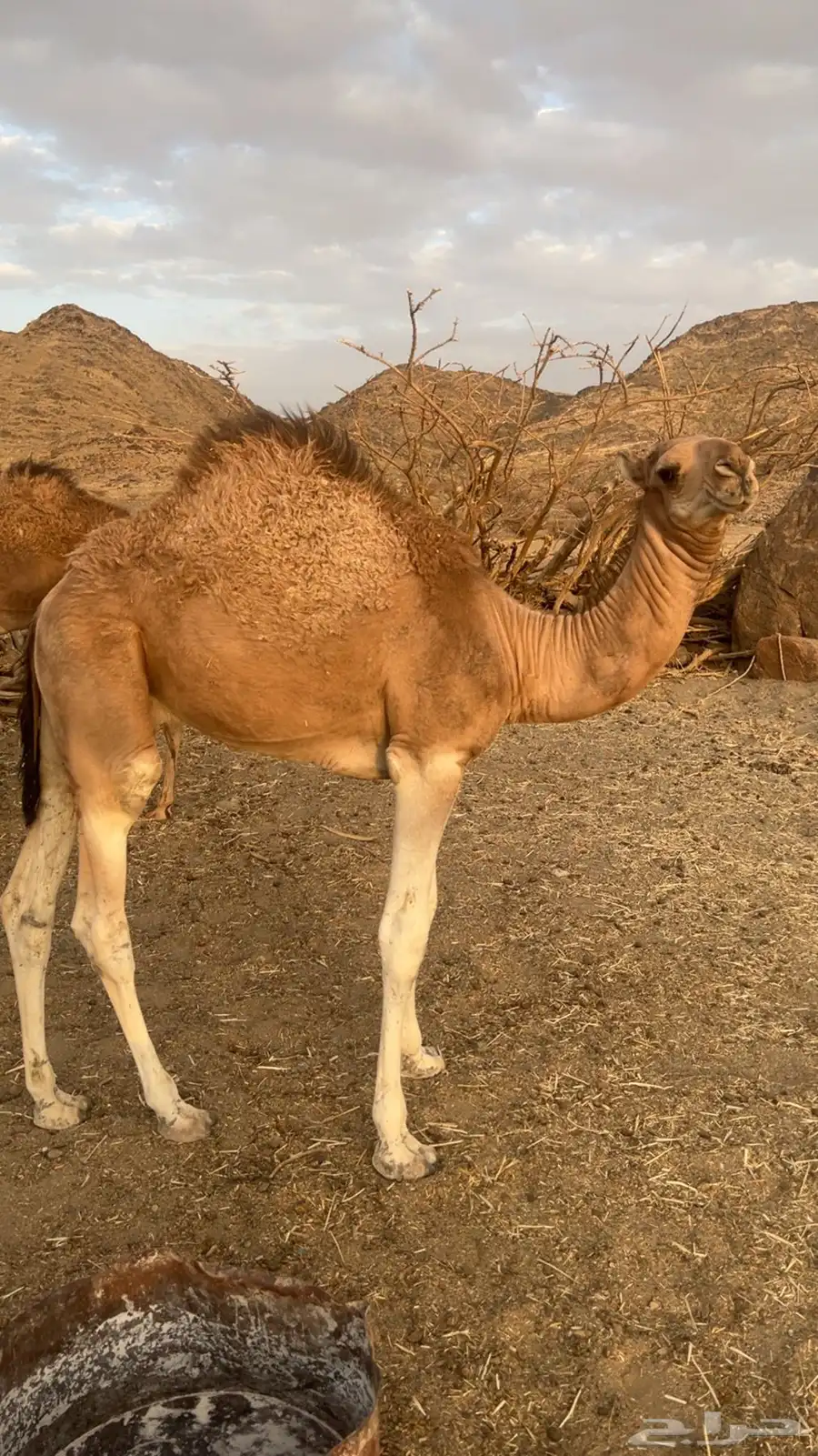 قعود سمين على حليب امه 0