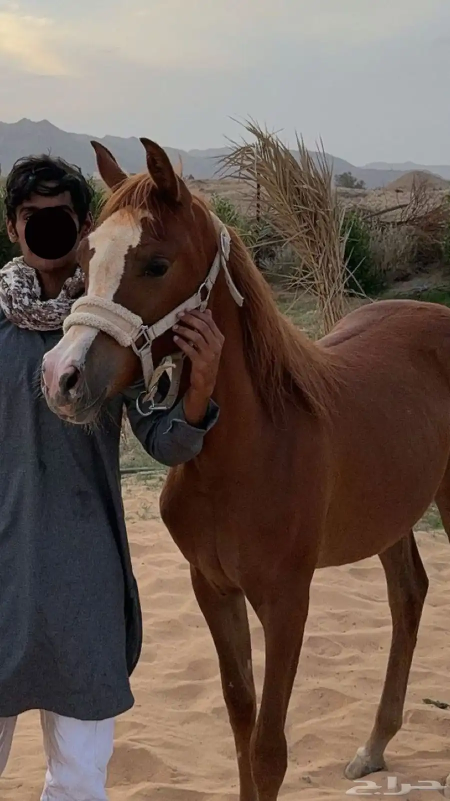 فرس معها مهرتين كفو 8