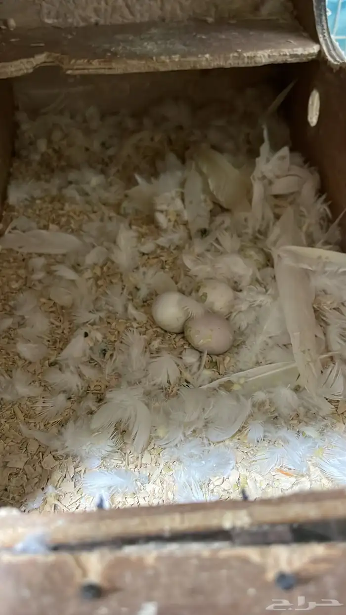 جوز كروان لاتينو منتج. فيه خوف لاكن مايعض 1