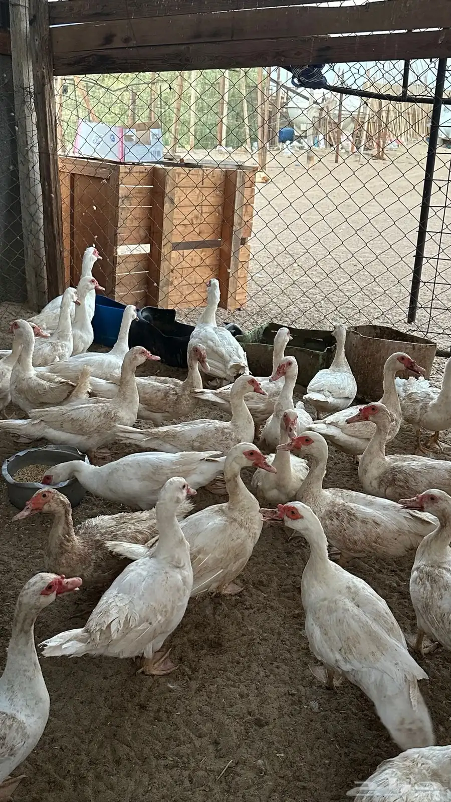 بط مسكوفي 5
