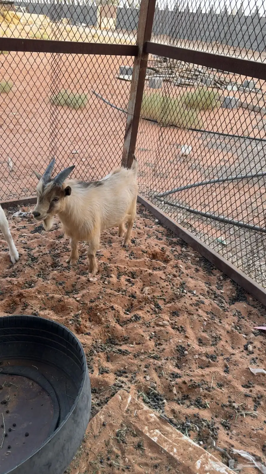 ماعز قزم للبيع 2