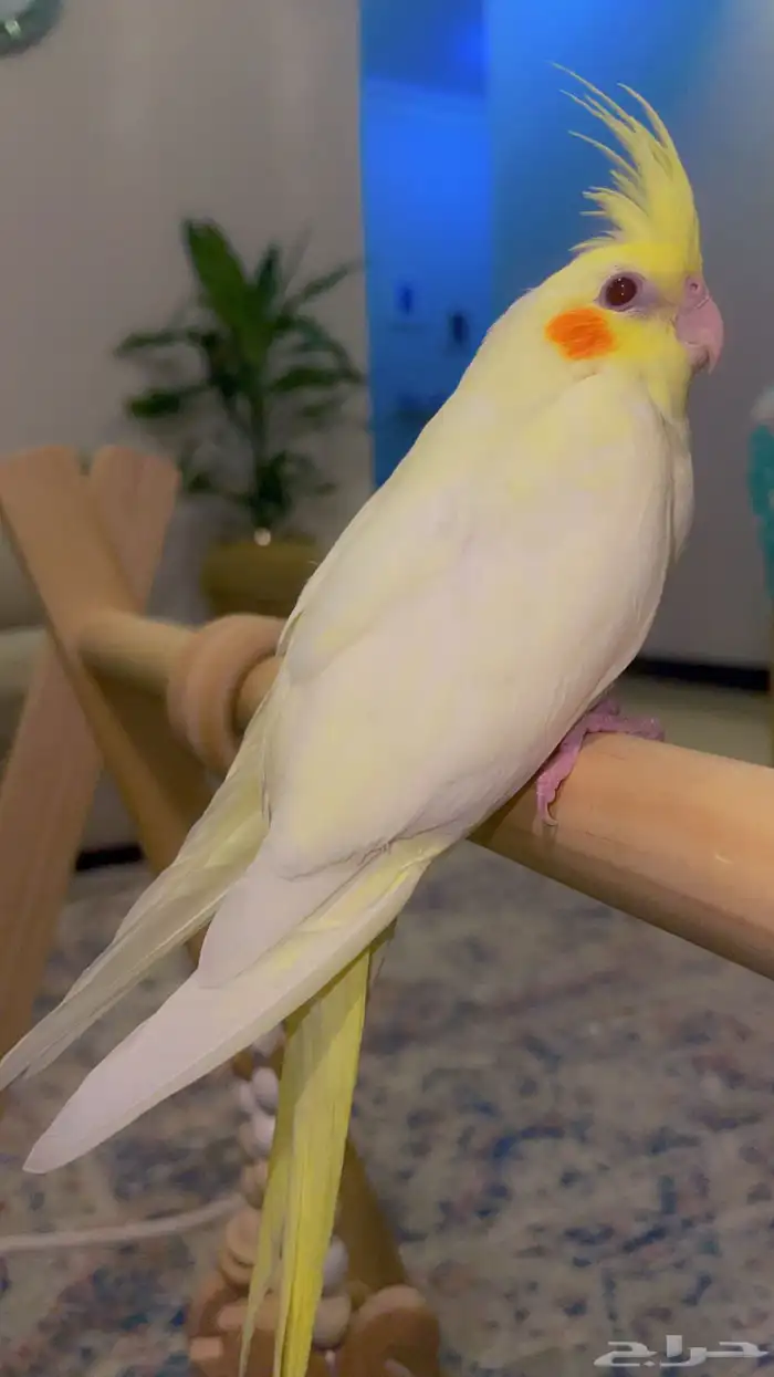 كروان لاتينو أليف جدا تم البيع 2