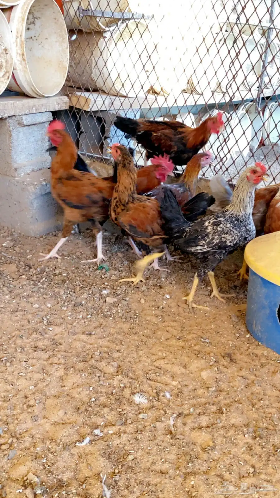 دجاج بلدي ك 4