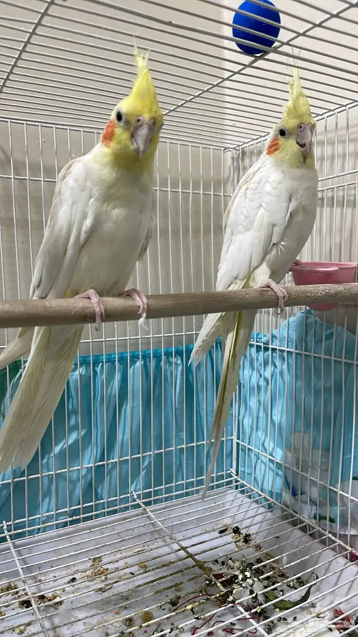 جوز كروان لاتينو منتج. فيه خوف لاكن مايعض 0