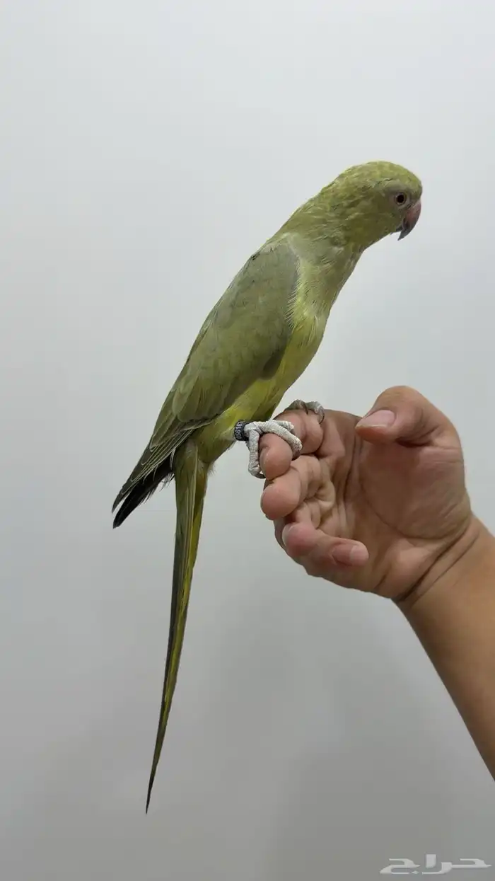 دره اليف 1