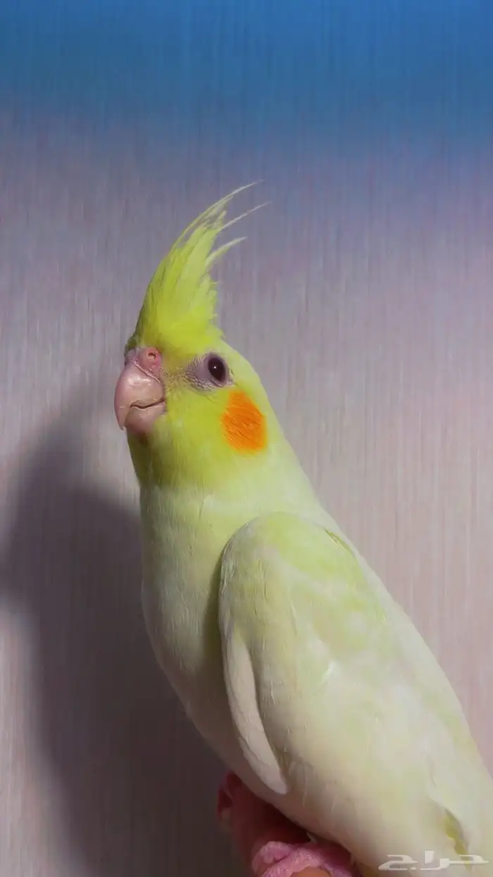 كروان لاتينو أليف جدا تم البيع 0