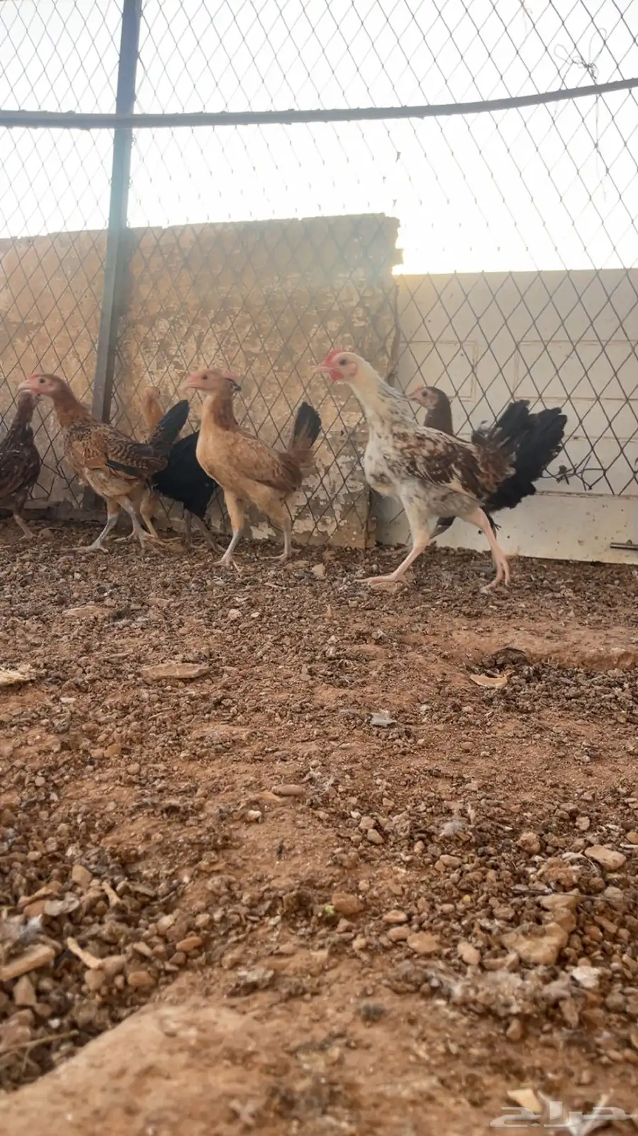 دجاج بلدي صيصان 3