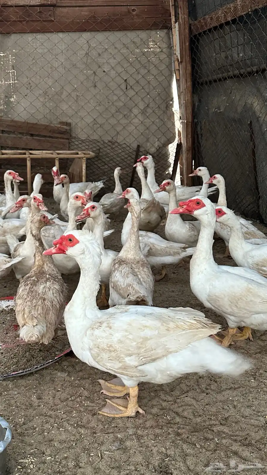 بط مسكوفي 0