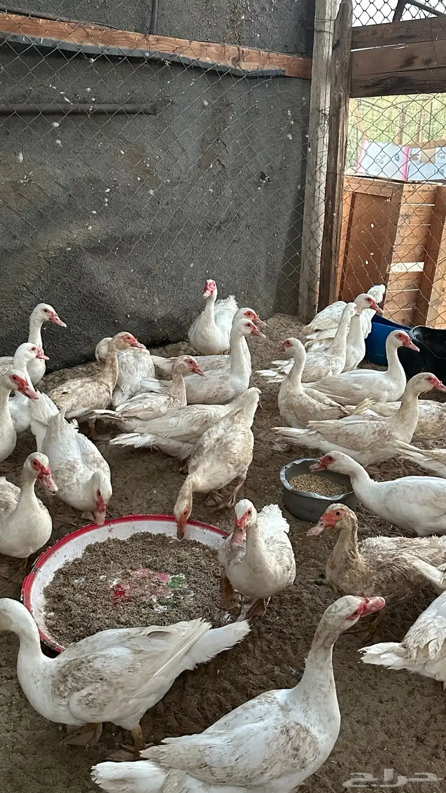 بط مسكوفي 3