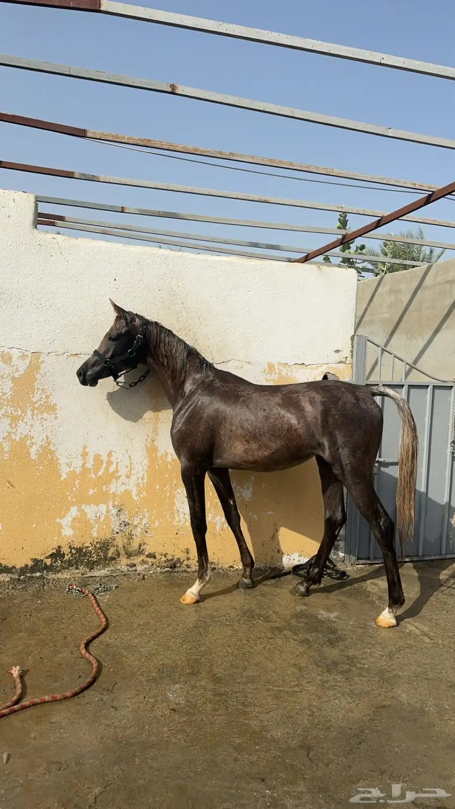مهرة مكس واهو 1