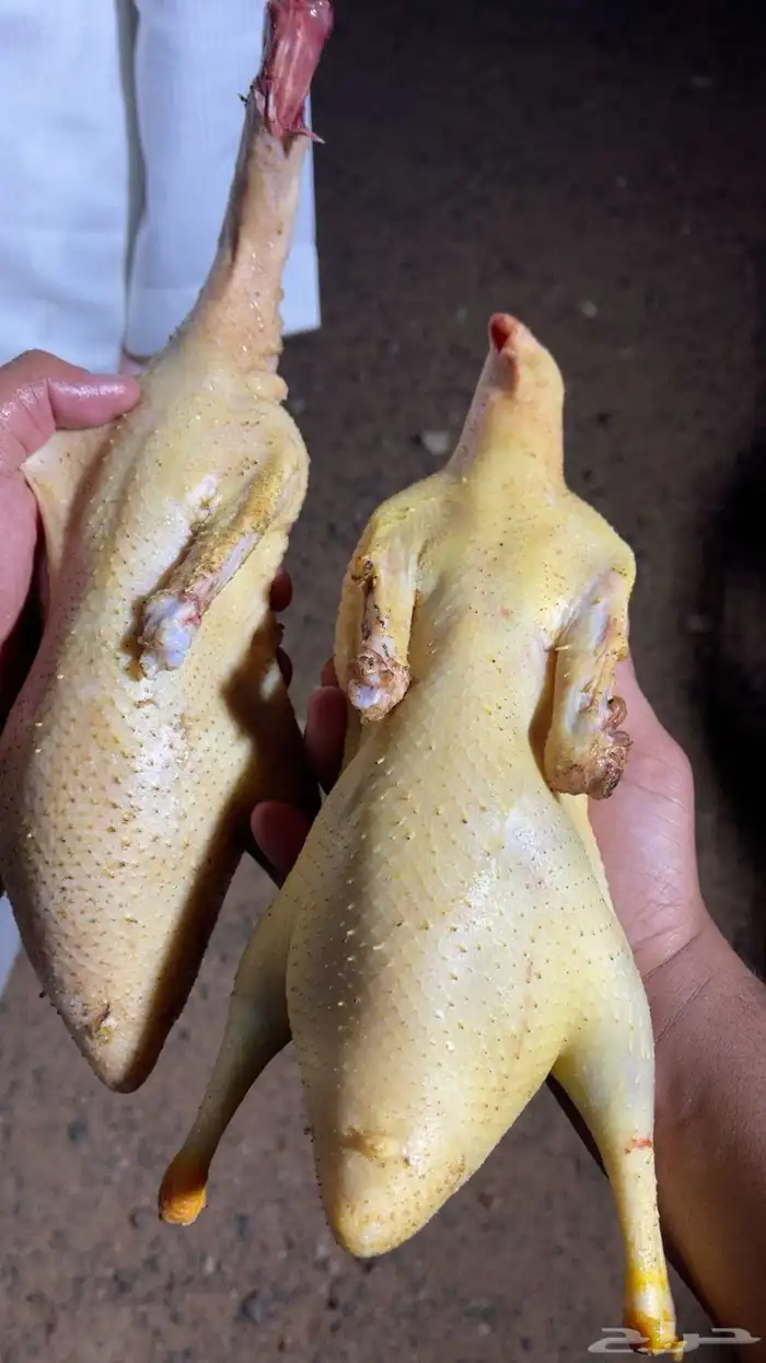 بط بكيني ذبح 0