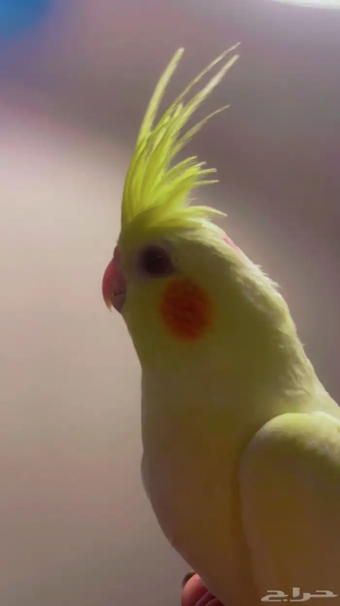 كروان لاتينو أليف جدا تم البيع 1