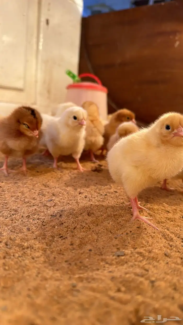 صوص صيصان لوهمن لوهمان براون بيور دم صافي 11