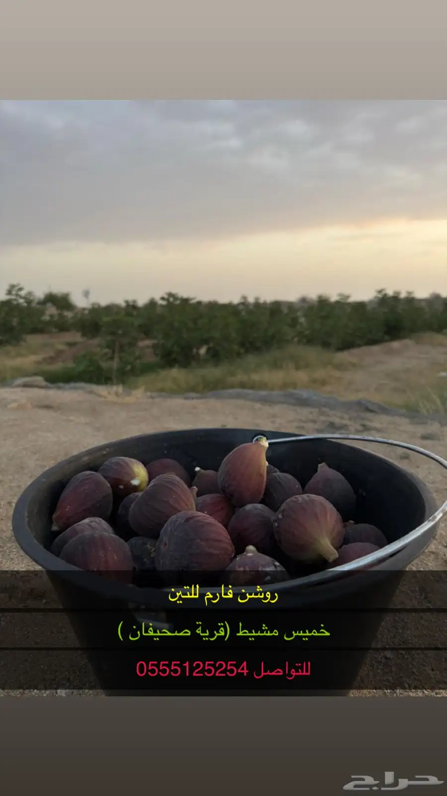 تين براون تركي 1