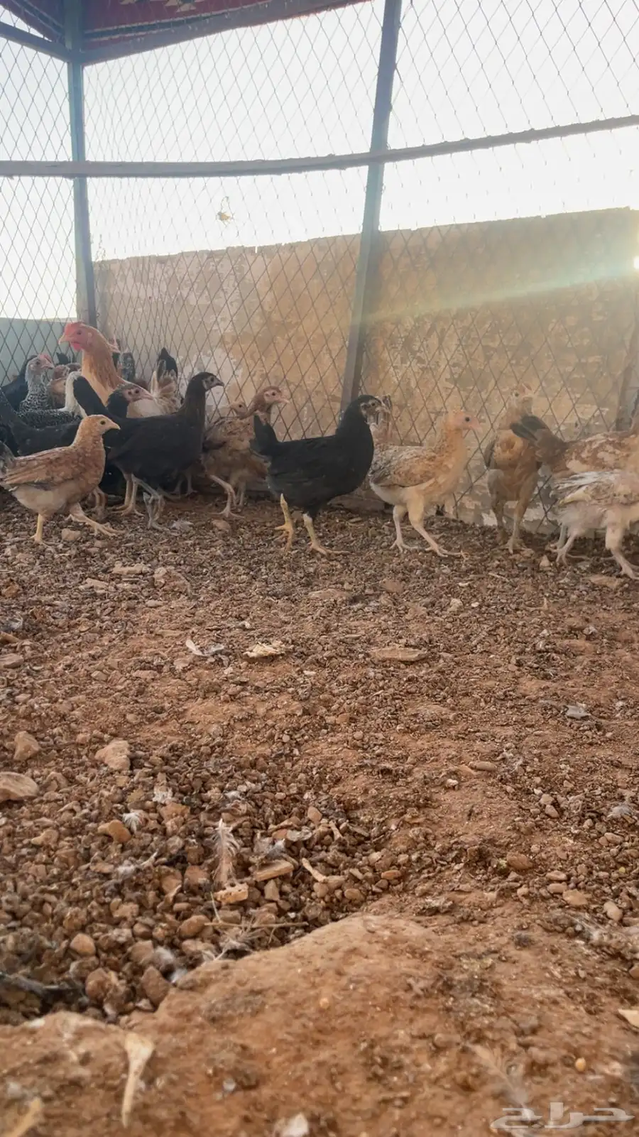 دجاج بلدي صيصان 0