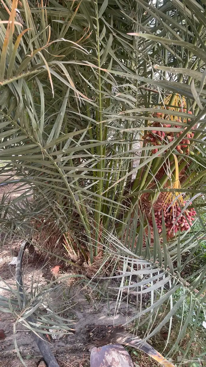 نخل 3