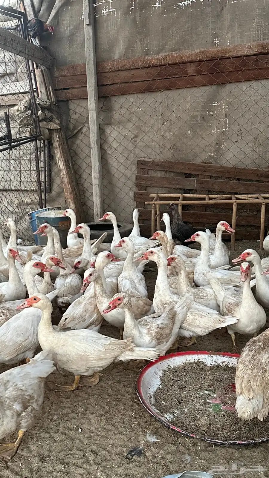 بط مسكوفي 2