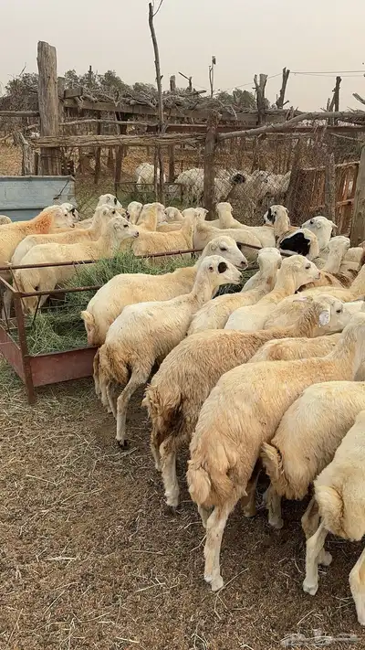 رخال رفيدي من 7-9 شهور 1