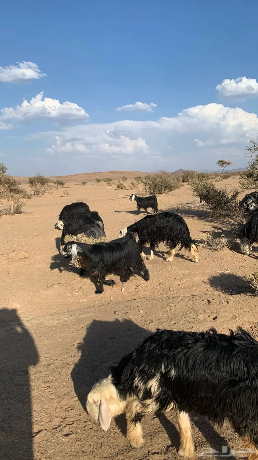 مراح نجد ومعزا 5