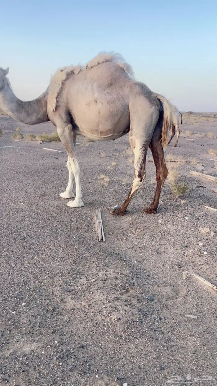 ناقه لقحه باقي لها 3 اشهر وتولد كل شي على الشرط الموقع ظلم 4