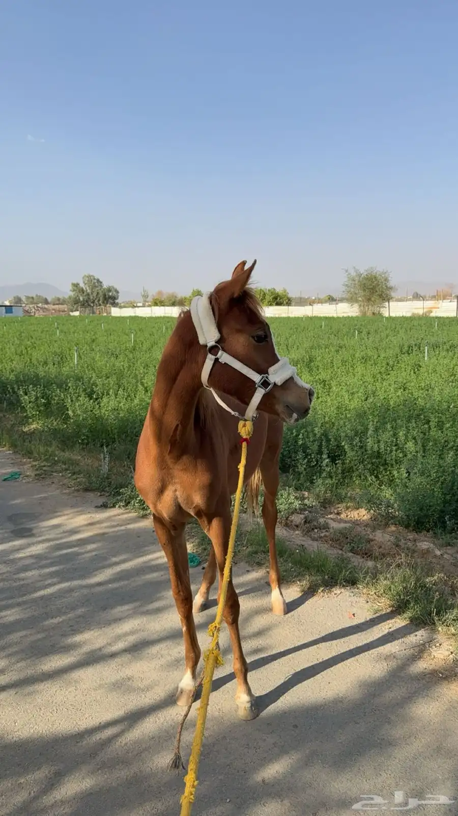 فرس معها مهرتين كفو 5