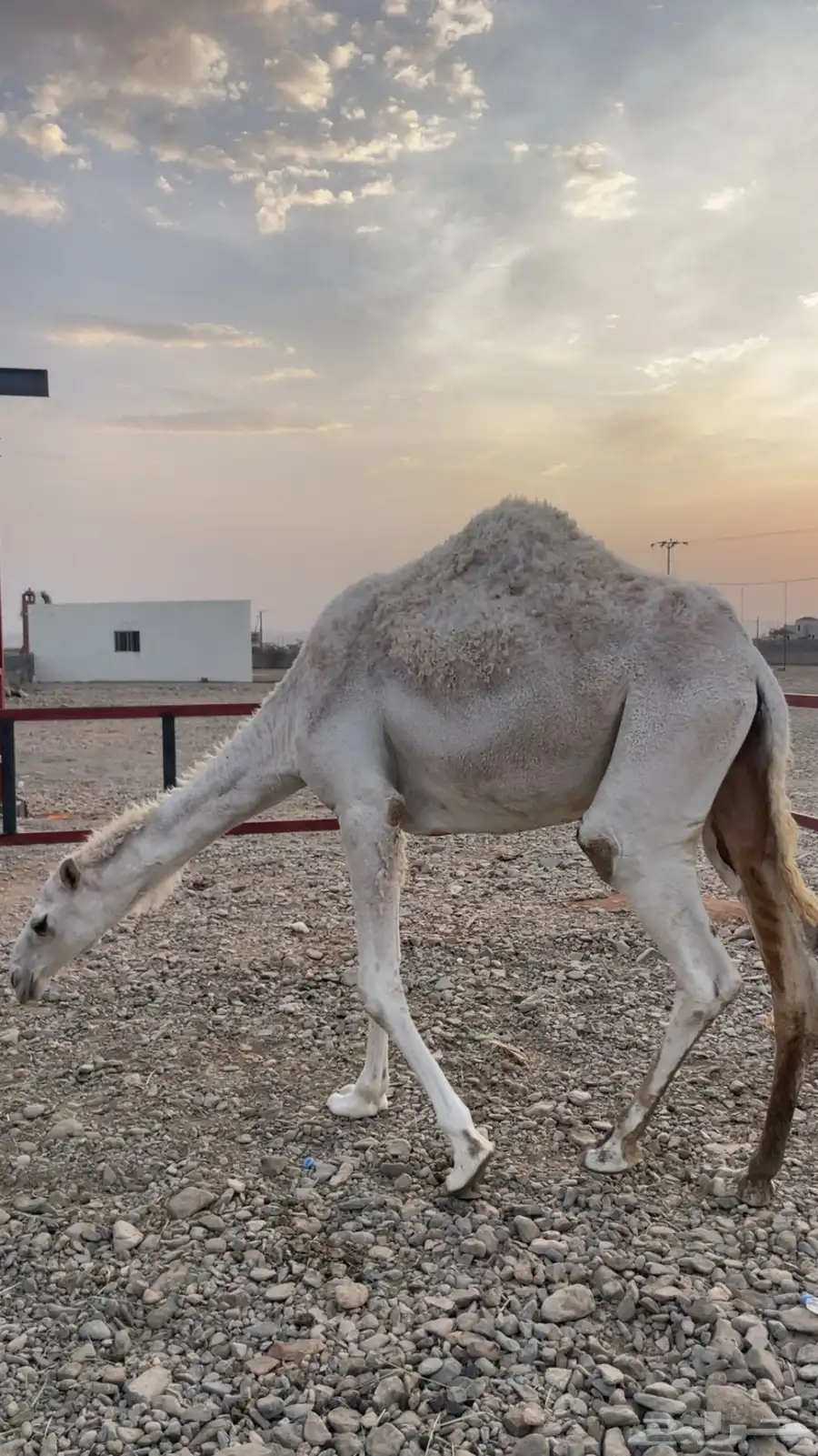بكار حيل ( تم البيع) 0